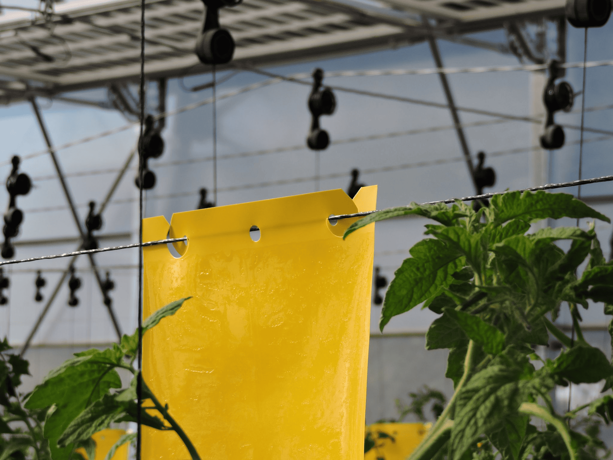 Insectos Med presenta Trapmed, la nueva generación de placas cromáticas en el mercado