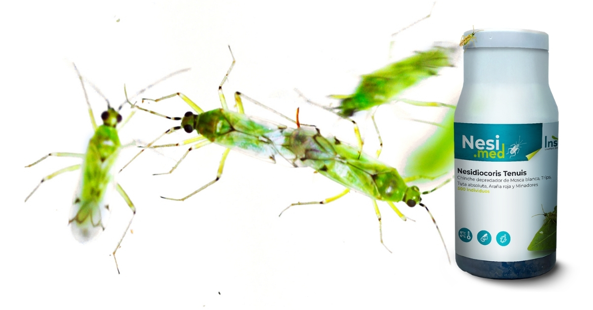 Nesidiocoris tenuis: el héroe del control biológico en tomate… que también puede convertirse en villano